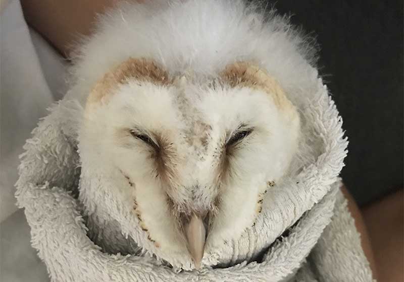 Holding Baby Owl at Bleyer Holding Baby Owl at Bleyer